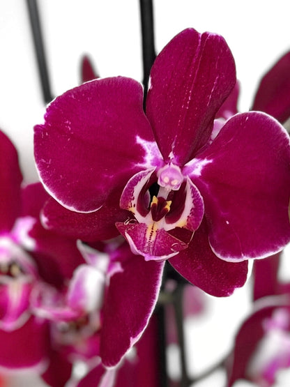 Orquidea grande burdeo morada flor tropical