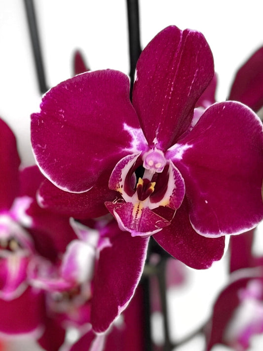 Orquidea grande burdeo morada flor tropical