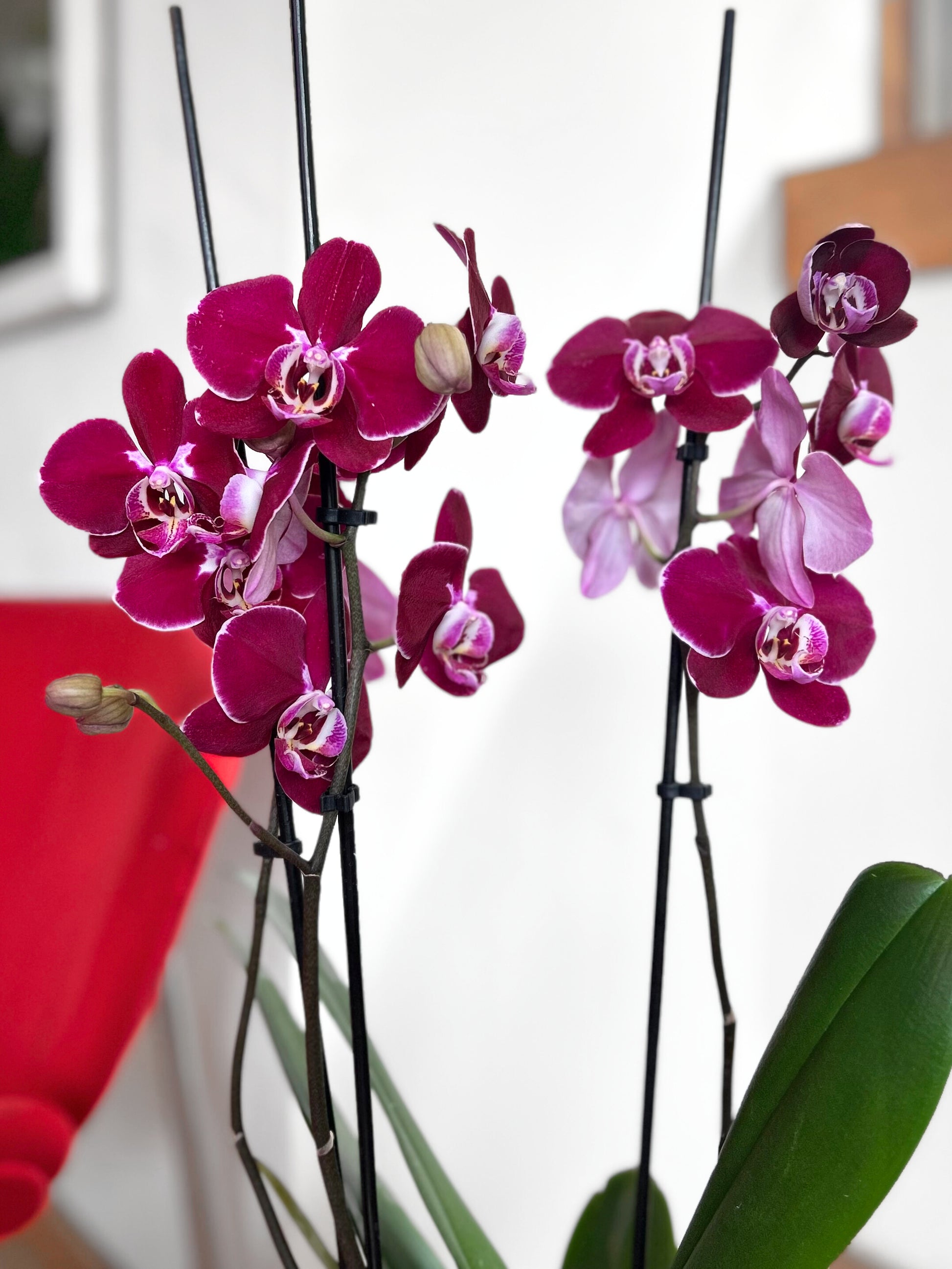 Orquidea grande burdeo morada flor tropical