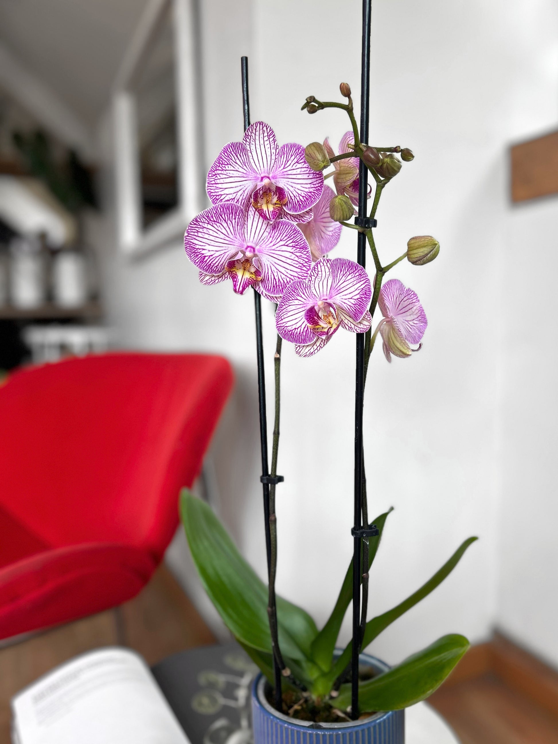 orquidea grande flor rosada morada y blanca