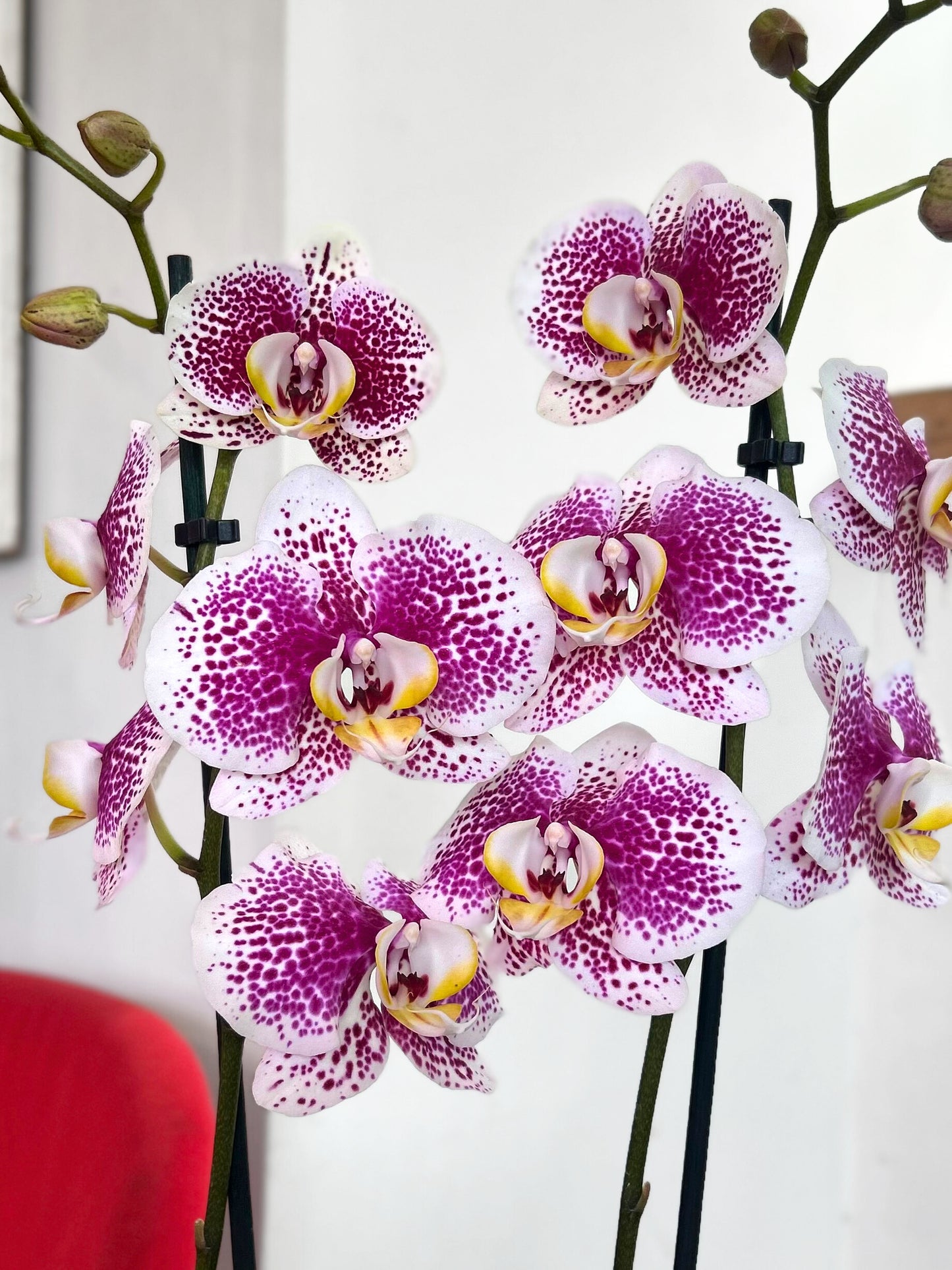 orquídea grande blanca con hermosas manchas morada intenso.