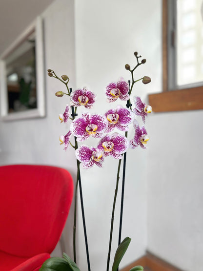 Orquidea grande blanca con morado flor tropical