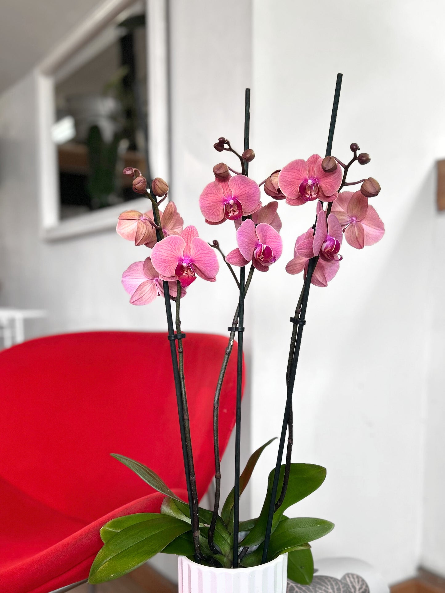 Orquidea grande rosa chicle flor tropical