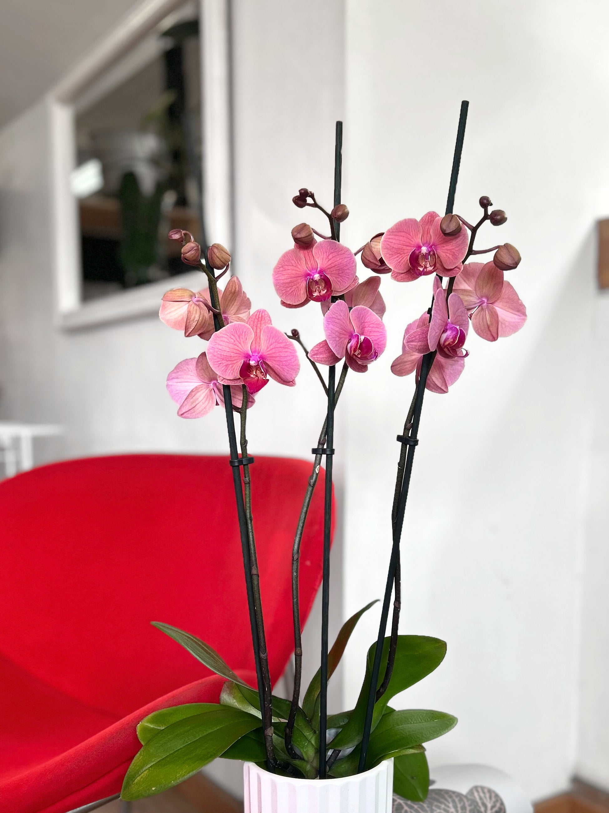 Orquidea grande rosa chicle flor tropical