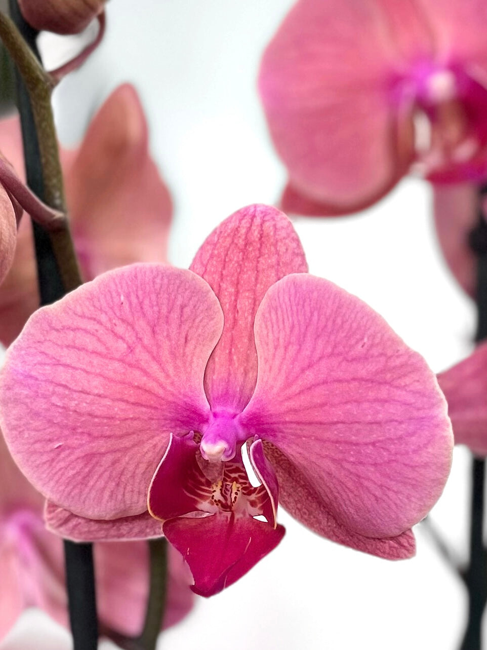 Orquidea grande rosada fucsia flor tropical