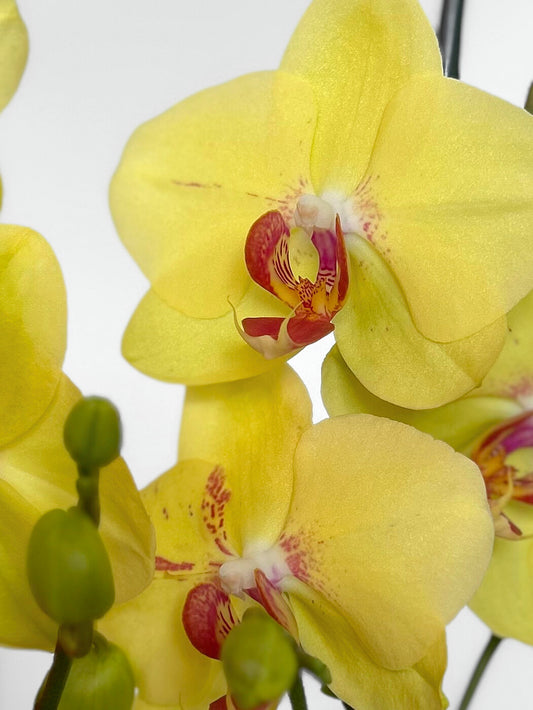 Orquidea grande amarilla y rojo de flor tropical