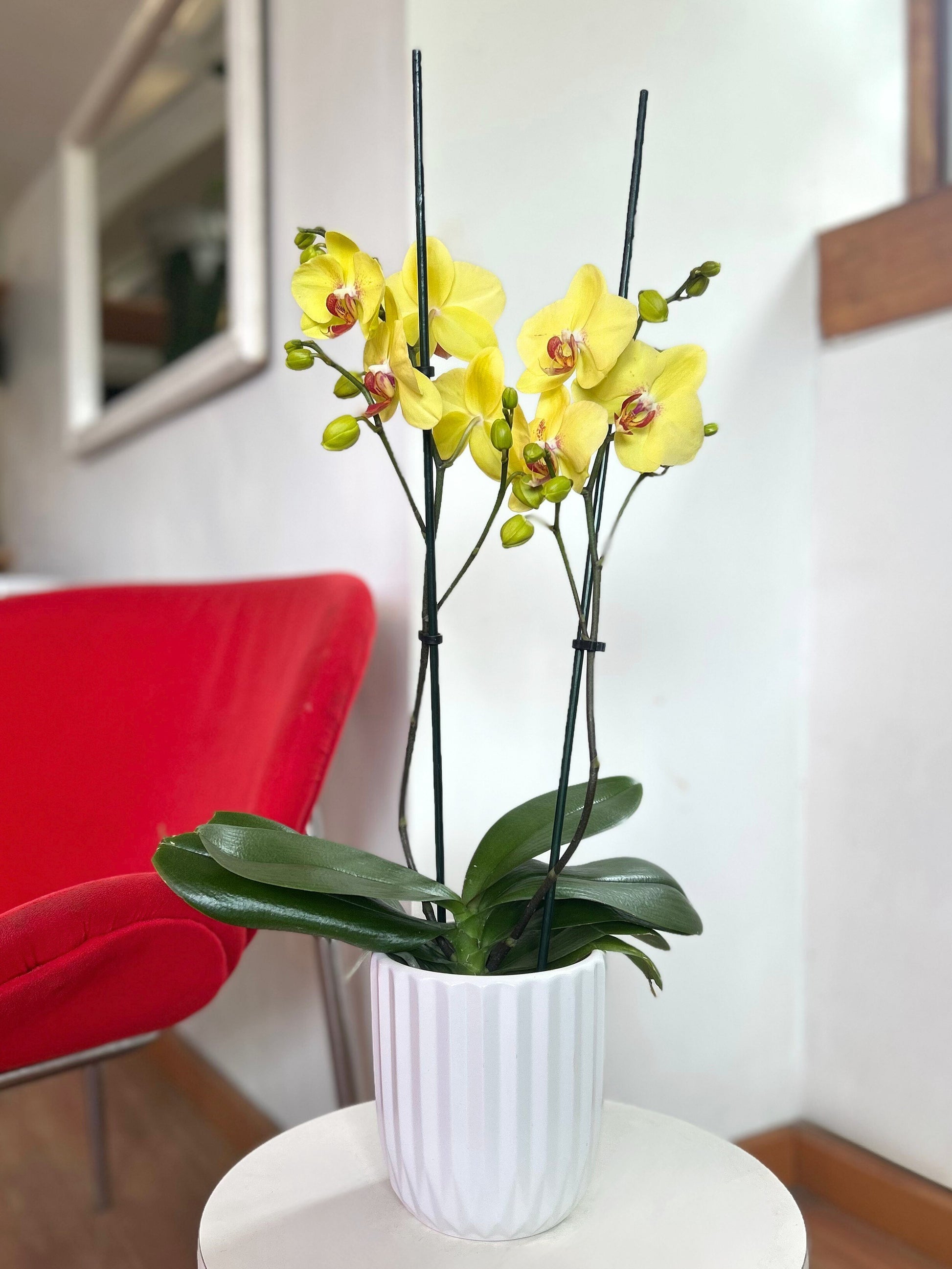 Orquidea grande amarilla y roja de flor tropical