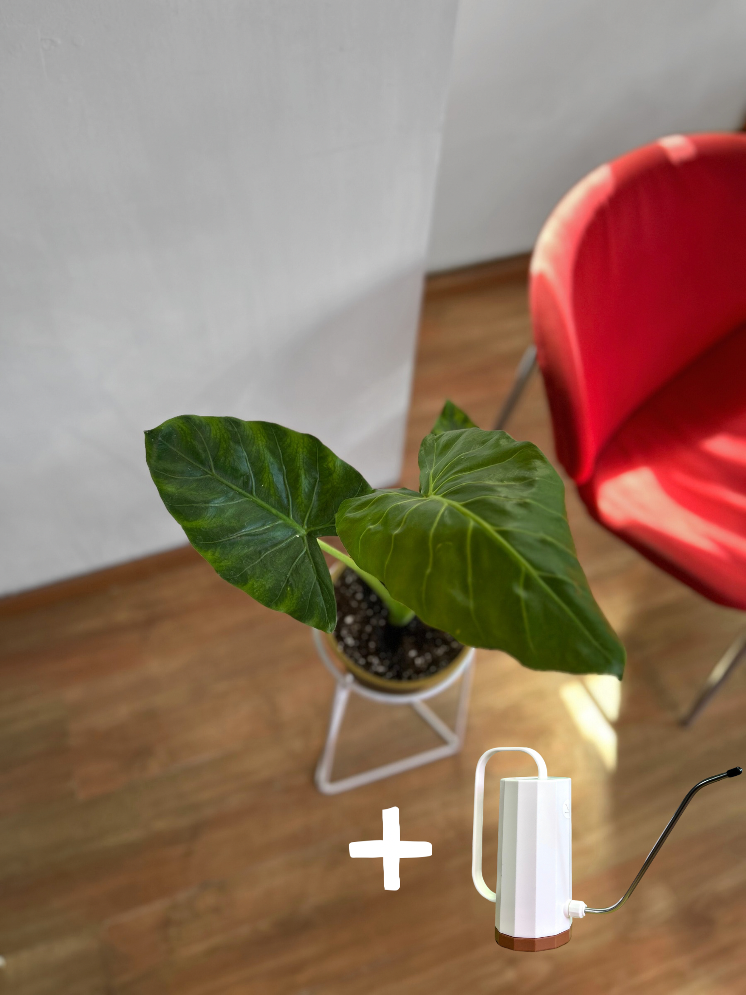 Pack de planta de interior con pedestal incluido, ideal para elevar la decoración y dar protagonismo a tus espacios. Perfecto para living, dormitorio u oficina, combinando diseño y naturaleza en un solo conjunto.