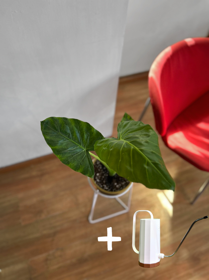 Pack de planta de interior con pedestal incluido, ideal para elevar la decoración y dar protagonismo a tus espacios. Perfecto para living, dormitorio u oficina, combinando diseño y naturaleza en un solo conjunto.