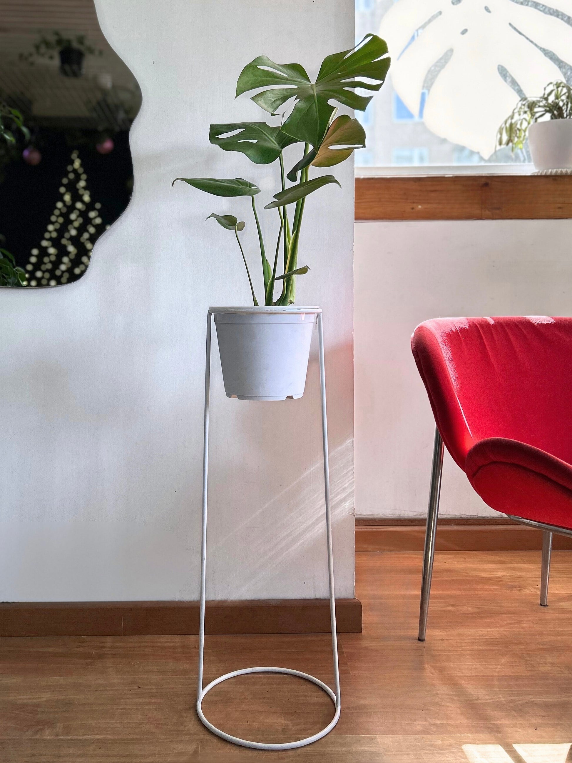 Pack de planta de interior Monstera deliciosa con pedestal incluido, ideal para elevar la decoración y dar protagonismo a tus espacios. Perfecto para living, dormitorio u oficina, combinando diseño y naturaleza en un solo conjunto.