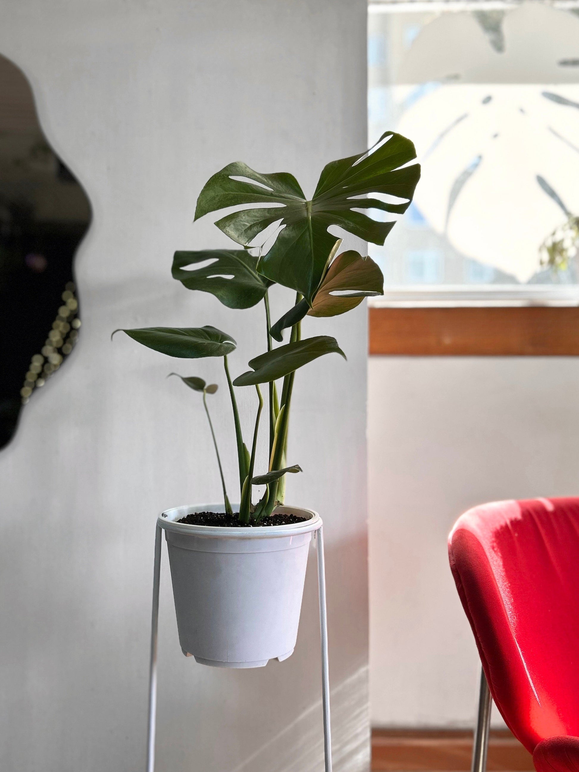 Pack de planta de interior MOnstera con pedestal incluido, ideal para elevar la decoración y dar protagonismo a tus espacios. Perfecto para living, dormitorio u oficina, combinando diseño y naturaleza en un solo conjunto.
