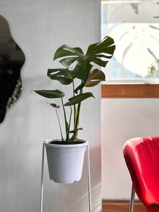 Pack de planta de interior MOnstera con pedestal incluido, ideal para elevar la decoración y dar protagonismo a tus espacios. Perfecto para living, dormitorio u oficina, combinando diseño y naturaleza en un solo conjunto.