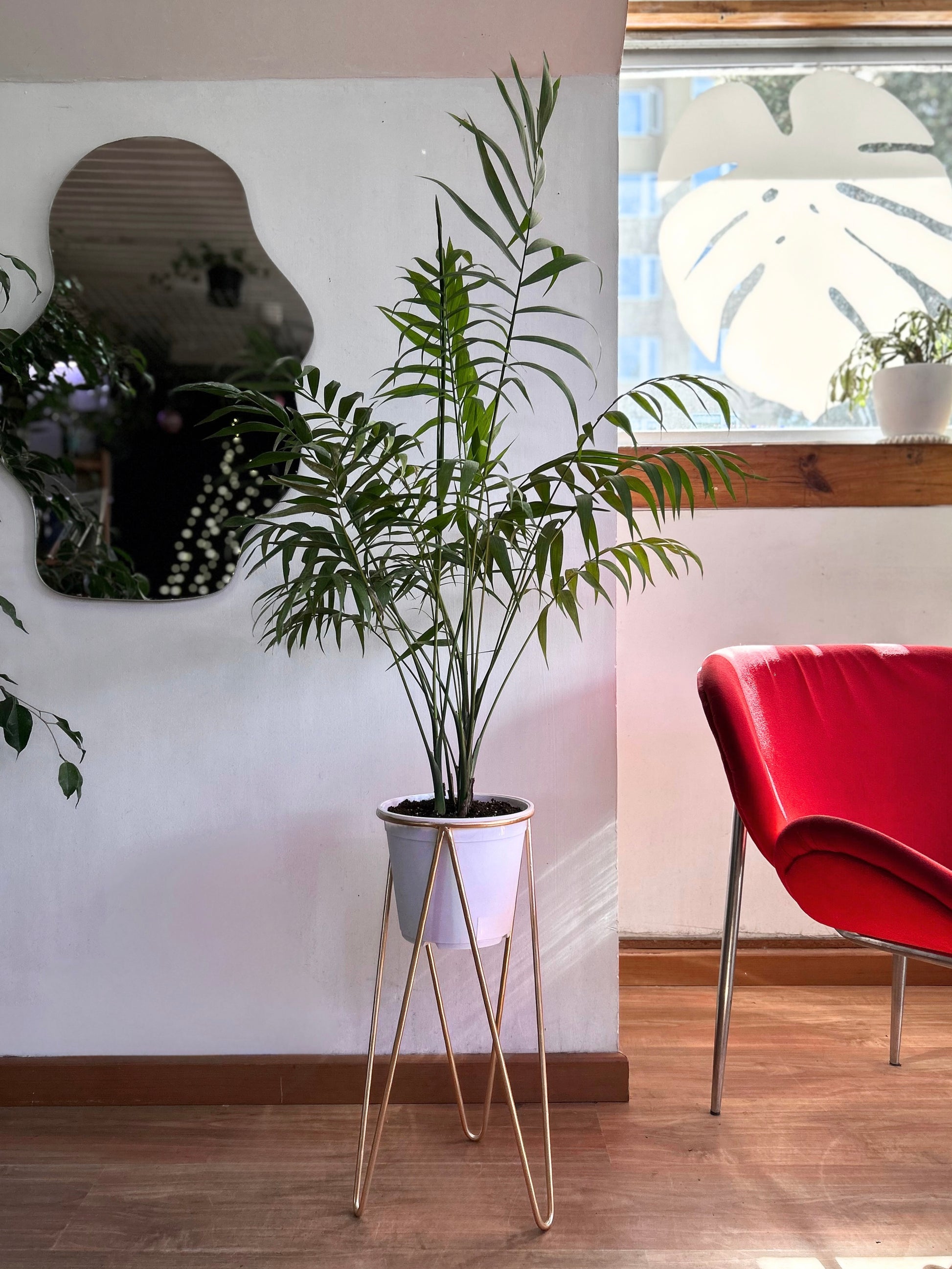 Pack de planta de interior Palmera con pedestal incluido, ideal para elevar la decoración y dar protagonismo a tus espacios. Perfecto para living, dormitorio u oficina, combinando diseño y naturaleza en un solo conjunto.