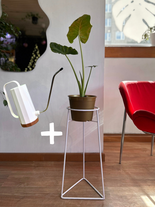 Pack de planta de interior con pedestal incluido, ideal para elevar la decoración y dar protagonismo a tus espacios. Perfecto para living, dormitorio u oficina, combinando diseño y naturaleza en un solo conjunto.