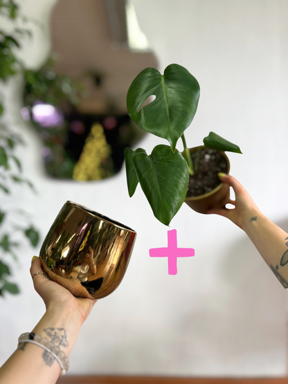 Pack de Monstera deliciosa con macetero de cerámica, una combinación elegante y moderna que aporta frescura y estilo a cualquier ambiente interior. Ideal para destacar en livings, oficinas o espacios luminosos.