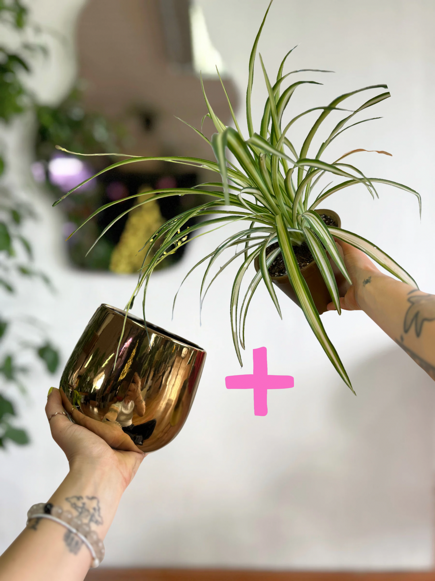 Pack de planta Cinta con macetero de cerámica, una opción clásica y resistente que aporta frescura y movimiento a cualquier espacio interior. Ideal para principiantes y amantes de las plantas fáciles de cuidar.