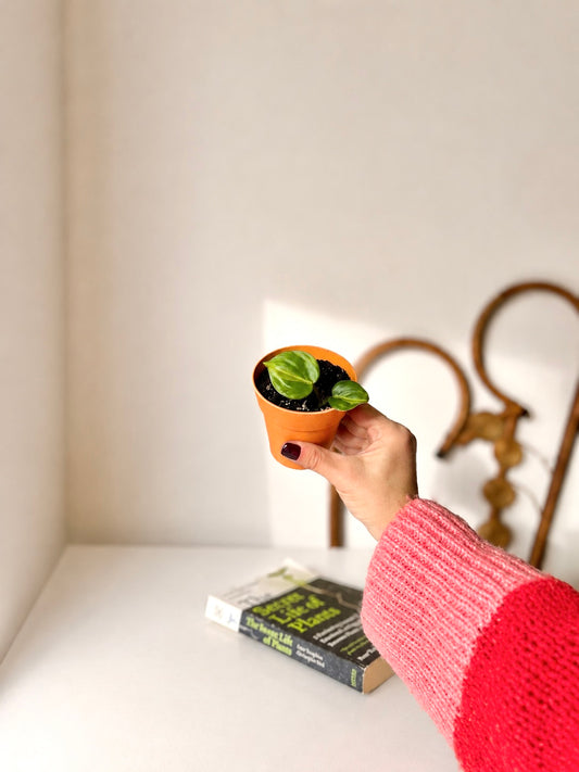 Plantin filodendro cordatum brasil en macetero decorativo planta tropical de interior botanica