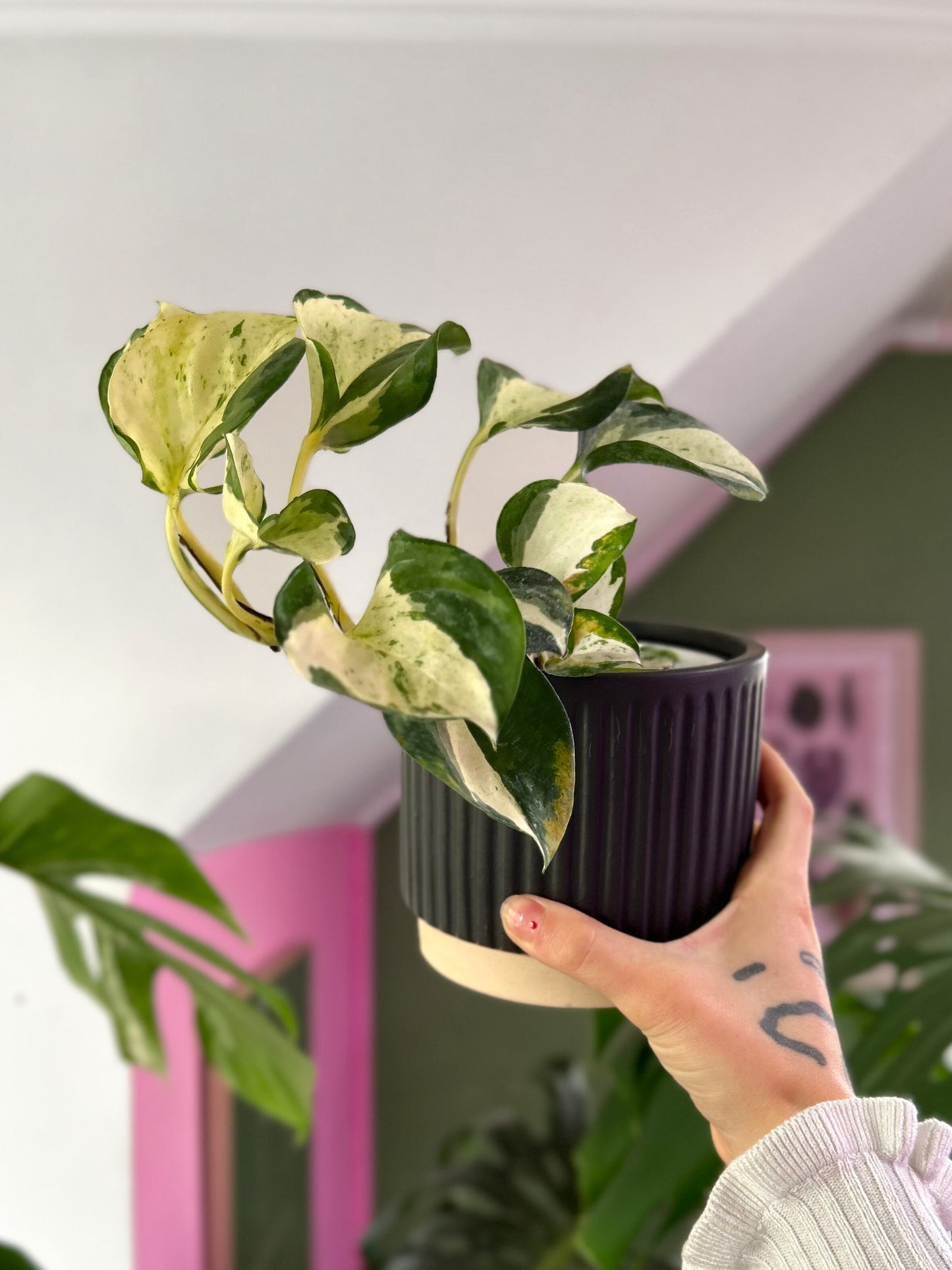 Potus Manjula planta colgante de interior con hojas en forma de corazón variegadas en blanco, crema y verde