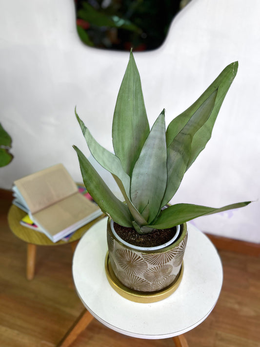 Sansevieria Moonshine planta resistente de bajo mantenimiento con hojas plateadas y acabado mate, ideal para interiores luminosos o con poca luz