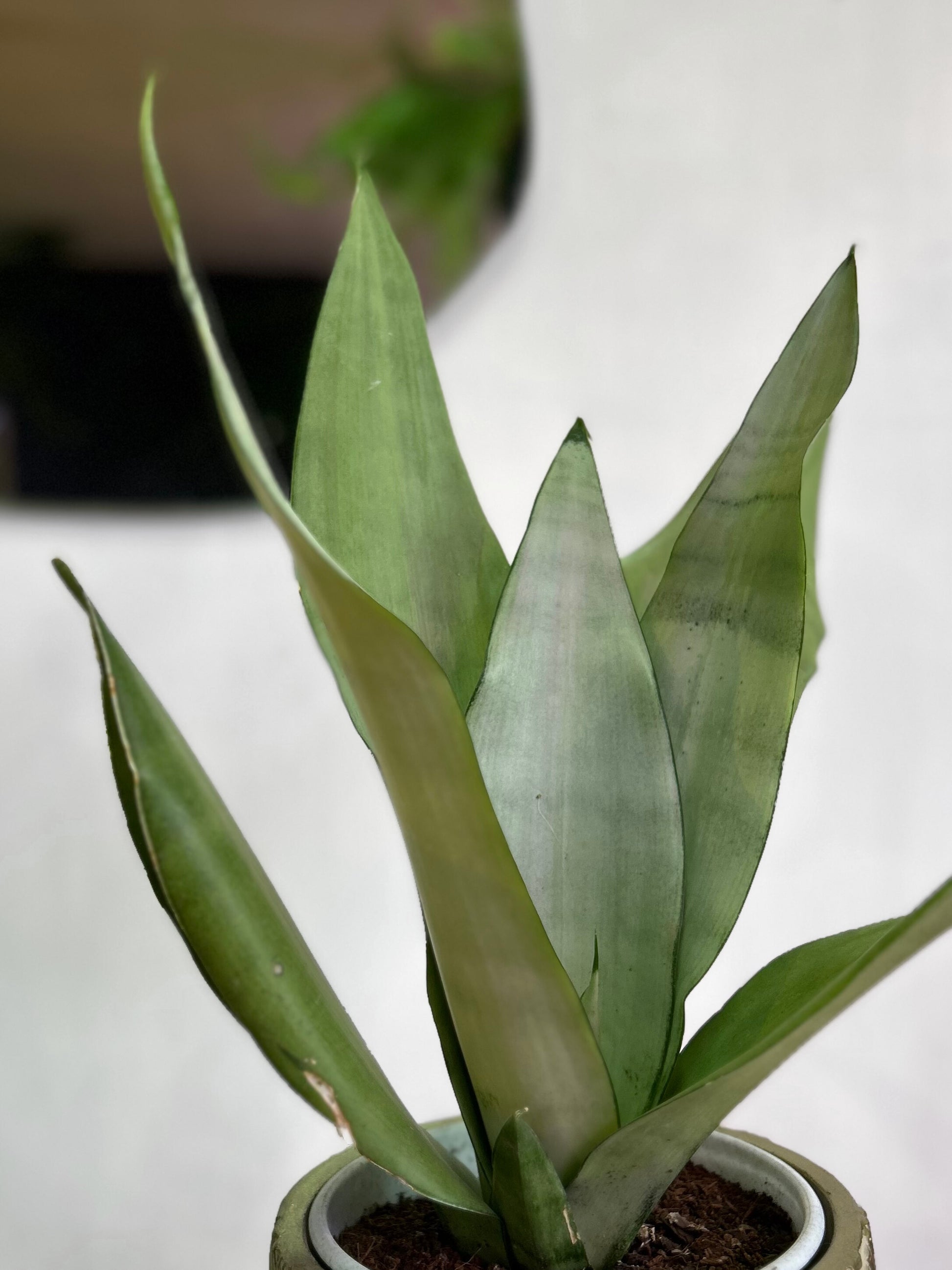 Sansevieria Moonshine planta resistente de bajo mantenimiento con hojas plateadas y acabado mate, ideal para interiores luminosos o con poca luz