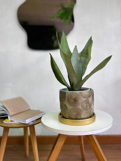 Sansevieria Moonshine planta resistente de bajo mantenimiento con hojas plateadas y acabado mate, ideal para interiores luminosos o con poca luz