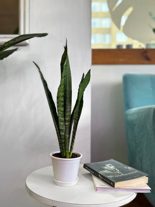 Sansevieria Zeylanica planta resistente de bajo mantenimiento con hojas largas y variegación en tonos verdes y grises, ideal para purificar el aire