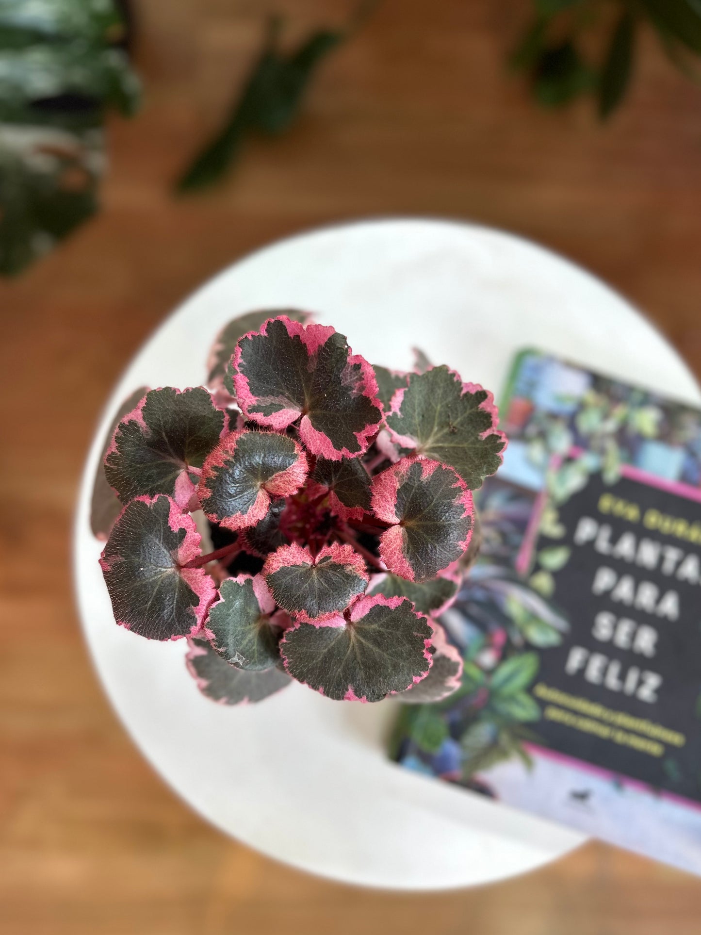 Saxifraga stolonifera tricolor planta de interior con hojas redondeadas variegadas en verde, blanco y rosa, con estolones colgantes