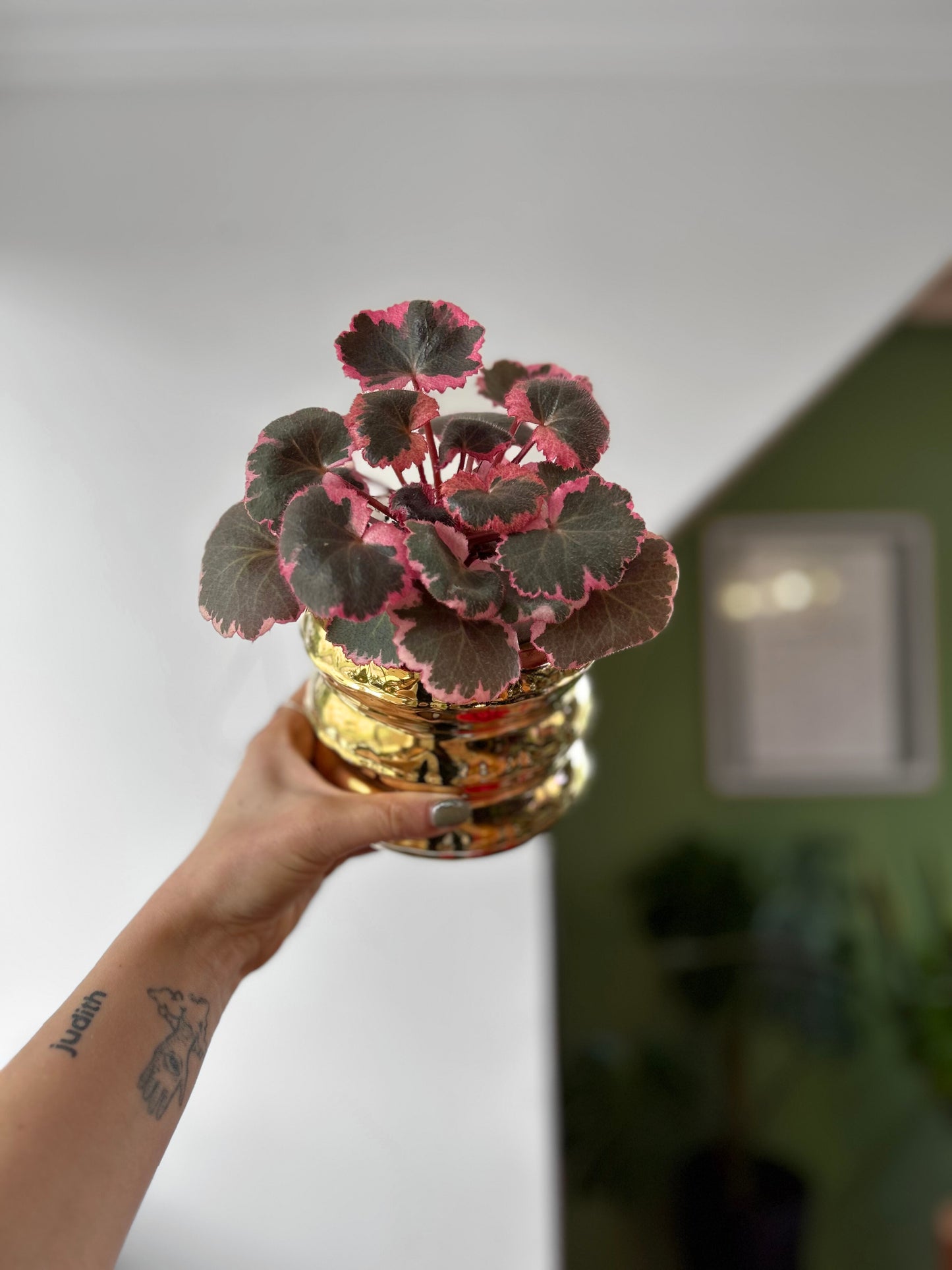 Saxifraga stolonifera tricolor planta de interior con hojas redondeadas variegadas en verde, blanco y rosa, con estolones colgantes