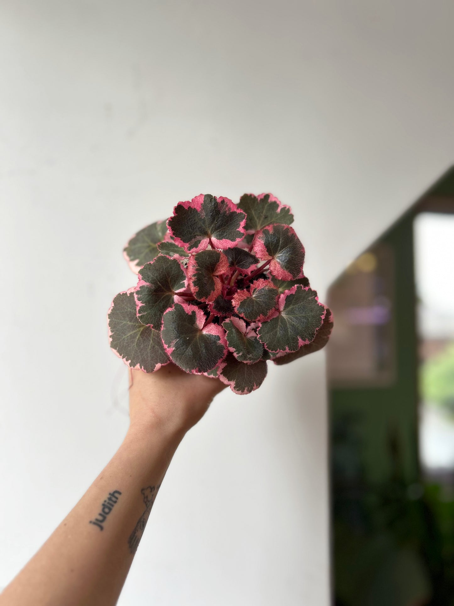 Saxifraga stolonifera tricolor planta de interior con hojas redondeadas variegadas en verde, blanco y rosa, con estolones colgantes