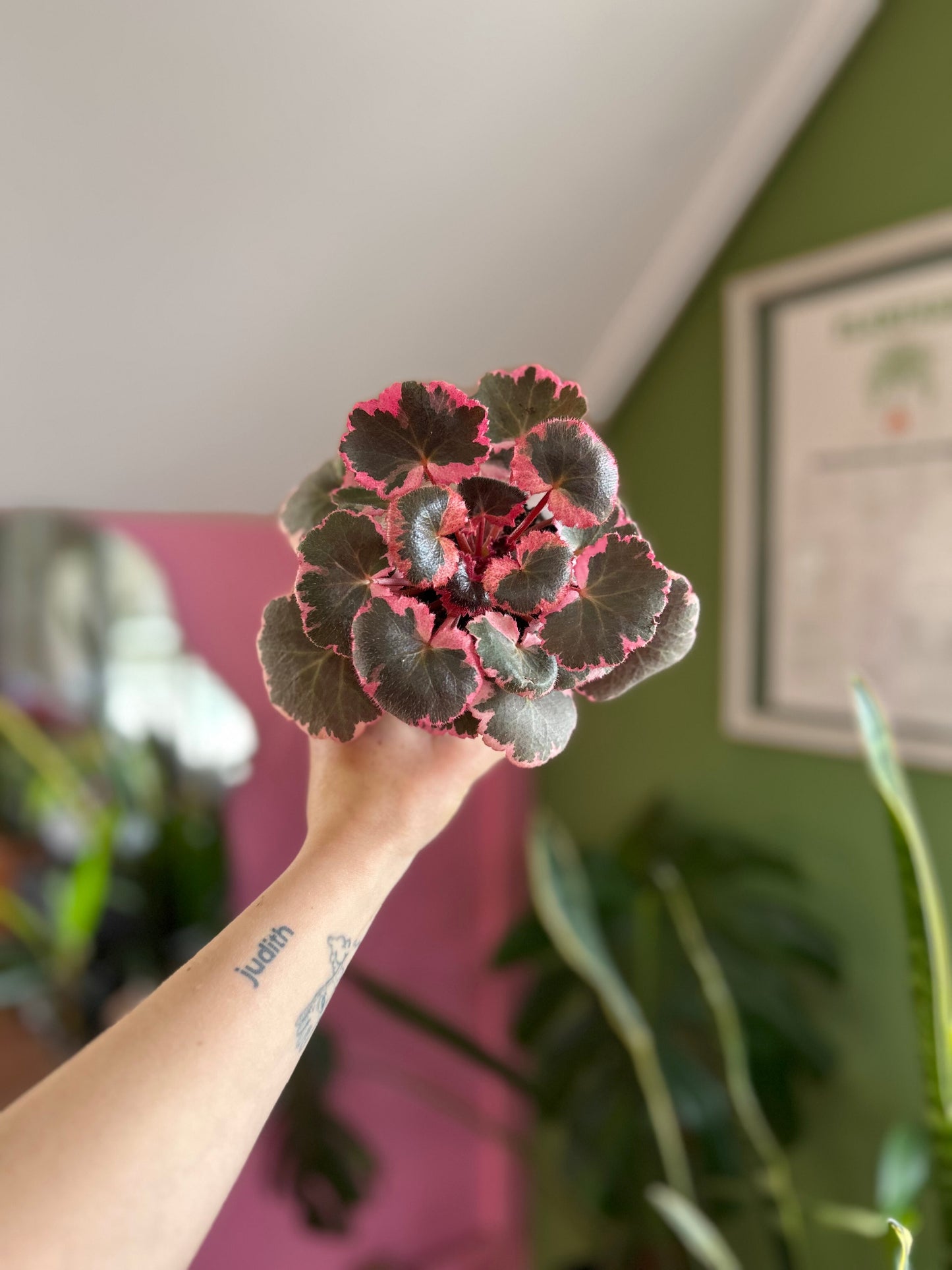 Saxifraga stolonifera tricolor planta de interior con hojas redondeadas variegadas en verde, blanco y rosa, con estolones colgantes