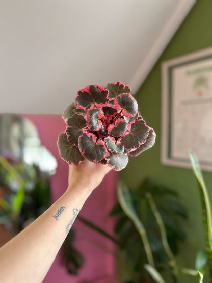 Saxifraga stolonifera tricolor planta de interior con hojas redondeadas variegadas en verde, blanco y rosa, con estolones colgantes