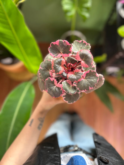 Saxifraga stolonifera tricolor planta de interior con hojas redondeadas variegadas en verde, blanco y rosa, con estolones colgantes
