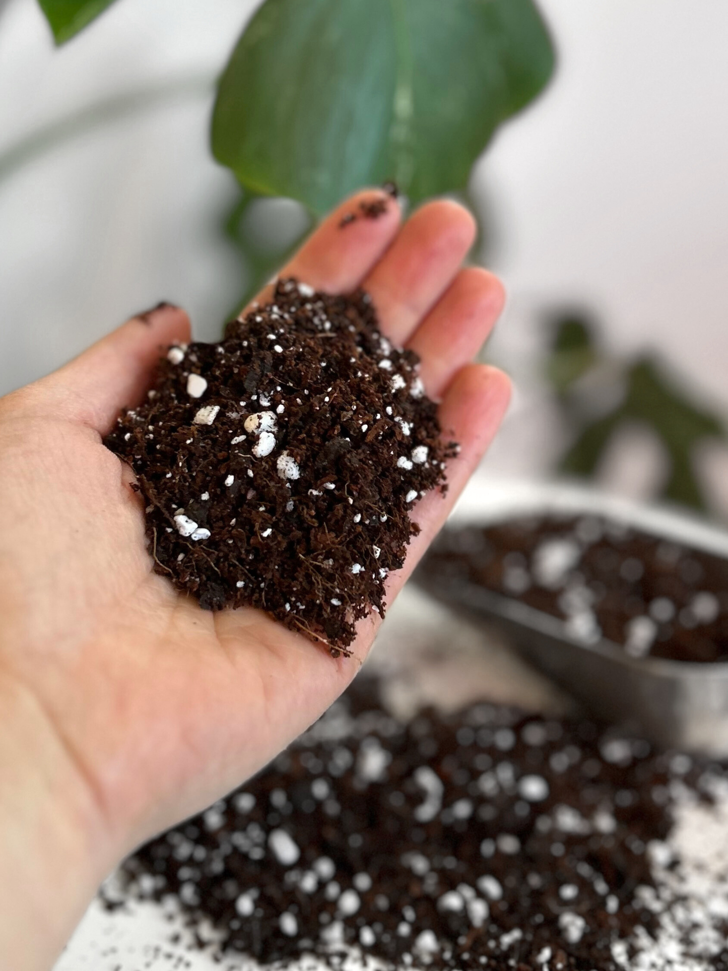Sustrato para plantas de interior en macetero