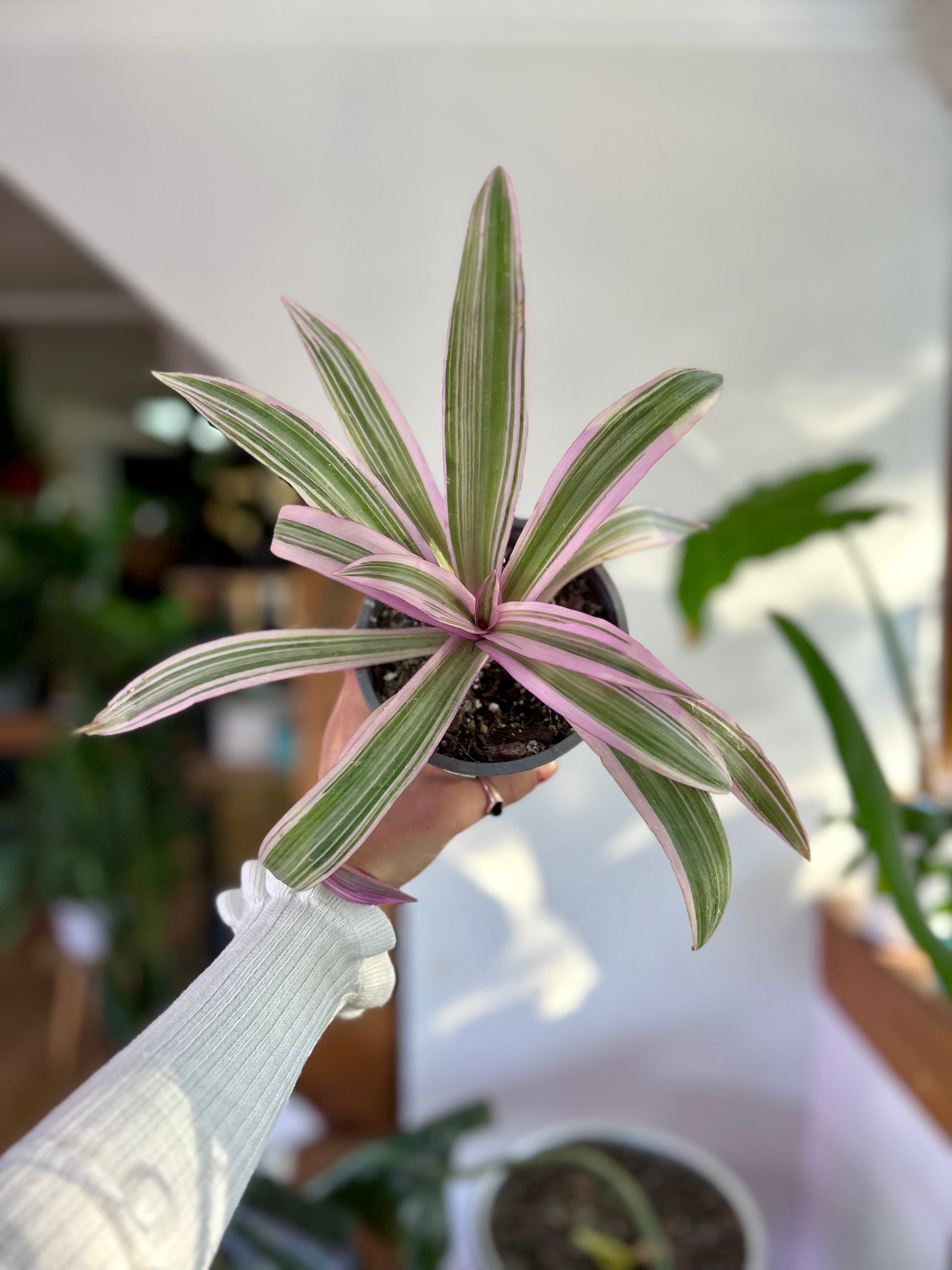 "Tradescantia spathacea Pink planta de interior con hojas lanceoladas verdes por fuera y rosadas por el reverso, crecimiento compacto