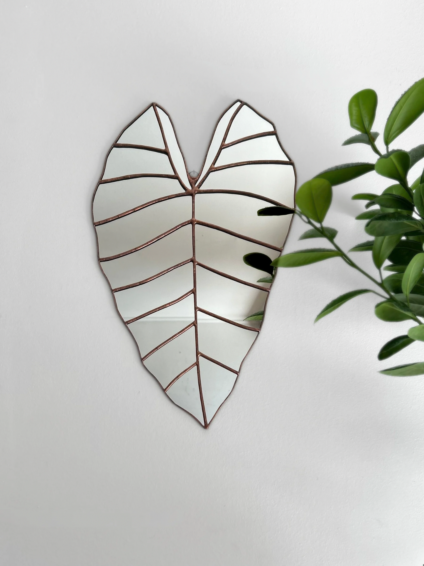 Espejo De Hoja De Alocasia Macrorrhiza M