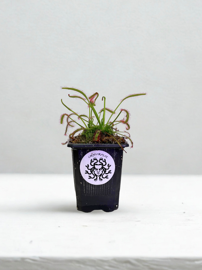 Drosera