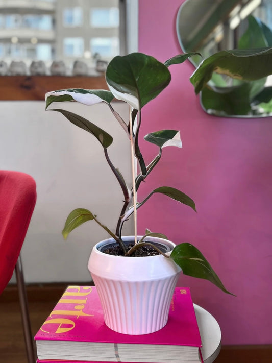 Filodendro White Knight L