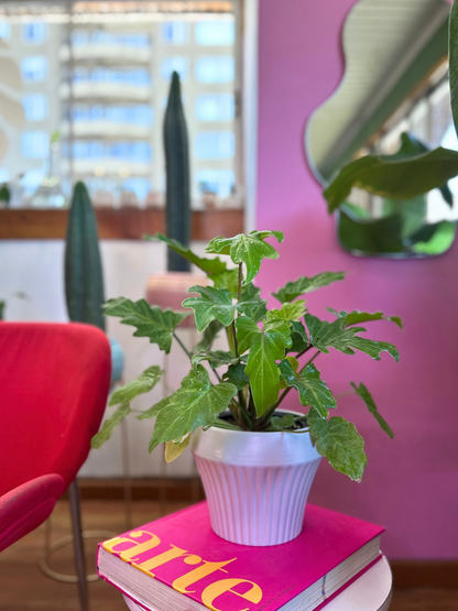 Filodendro Xanadú Gold