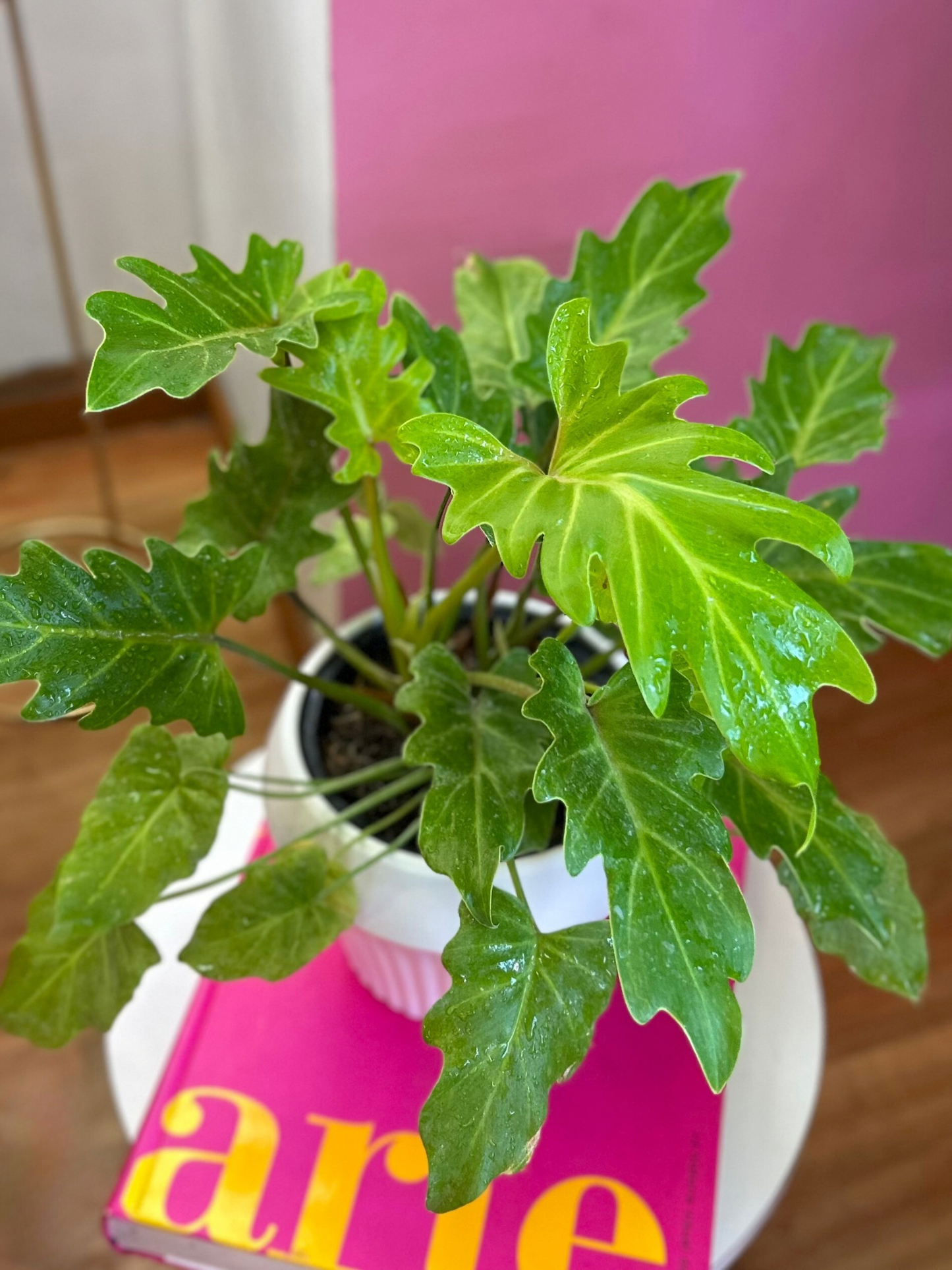 Filodendro Xanadú Gold