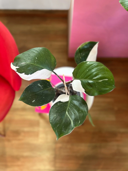 Filodendro White Knight L