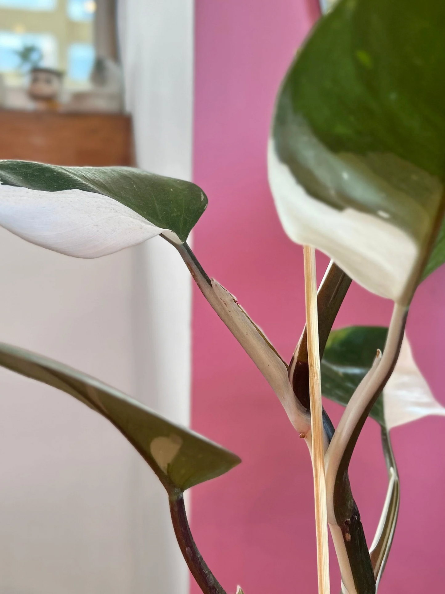 Filodendro White Knight L