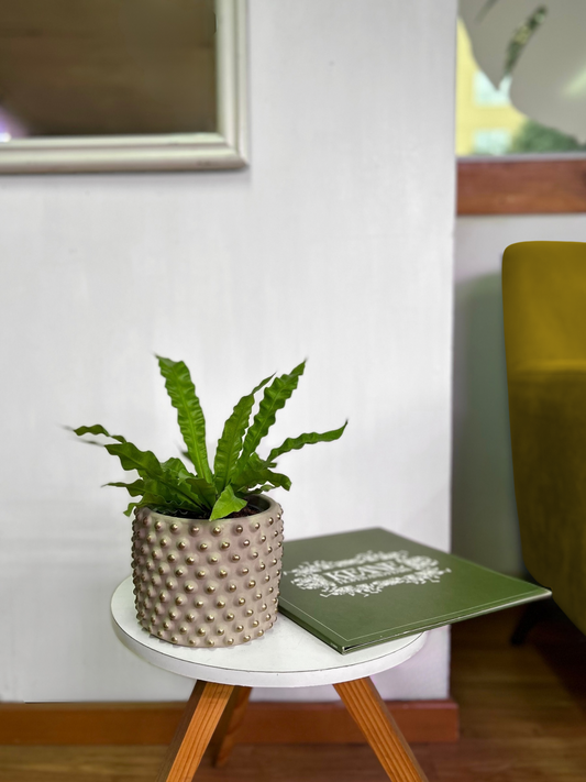 Helecho Asplenium Nidus Crispy Wave