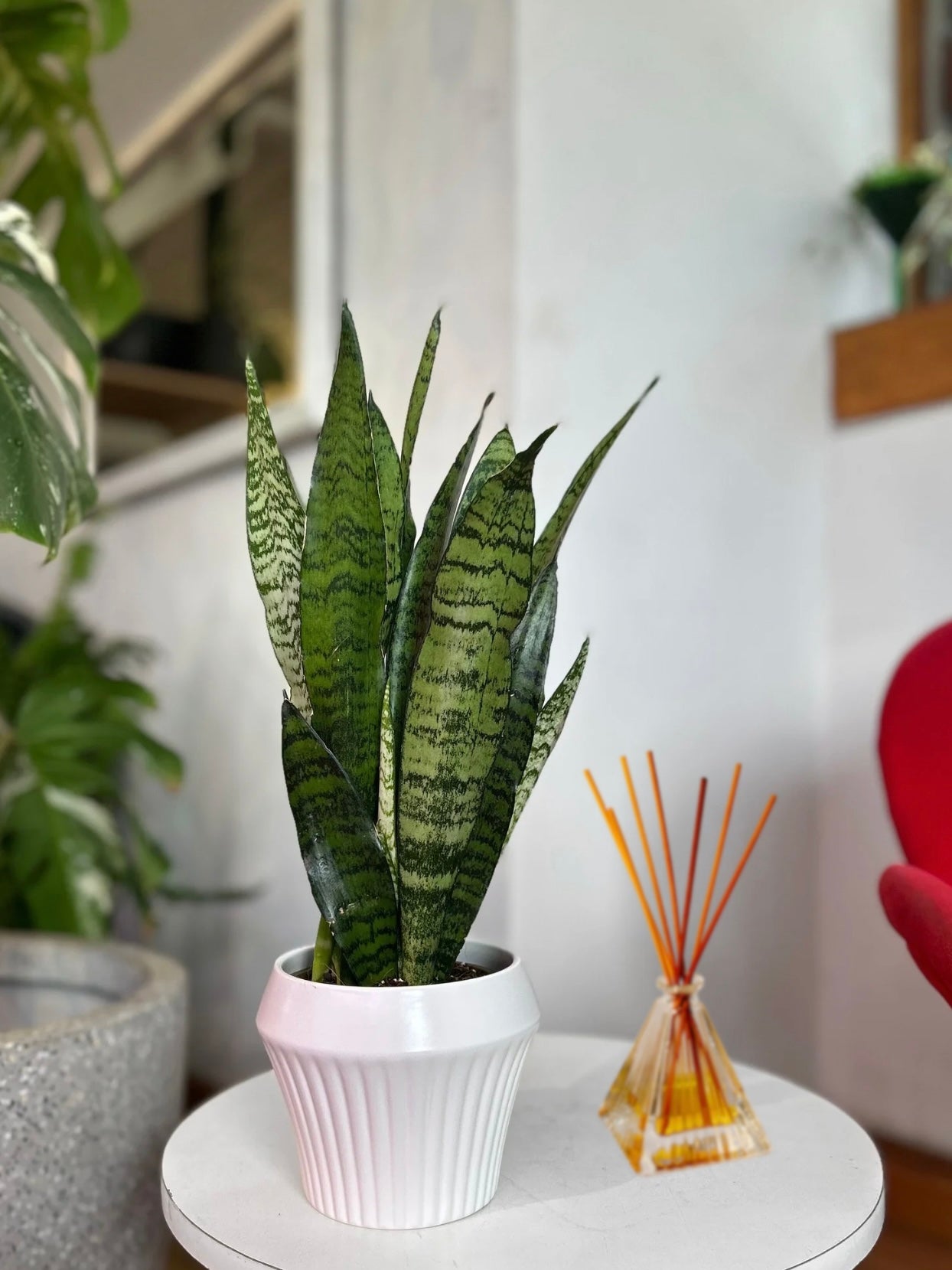 Sansevieria Trifasciata Zeylánica M