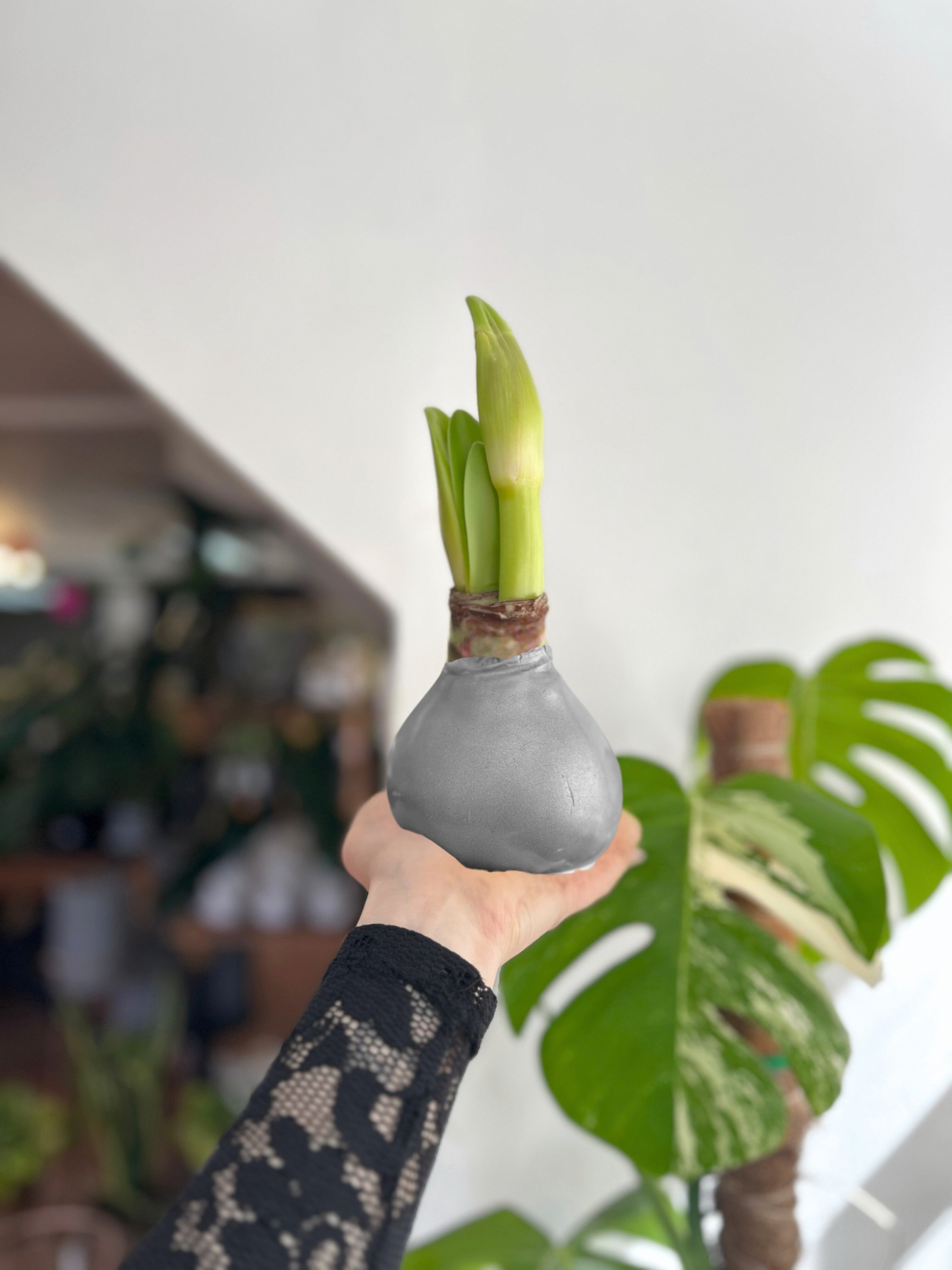 Amaryllis Wax Souvering - cera plateada