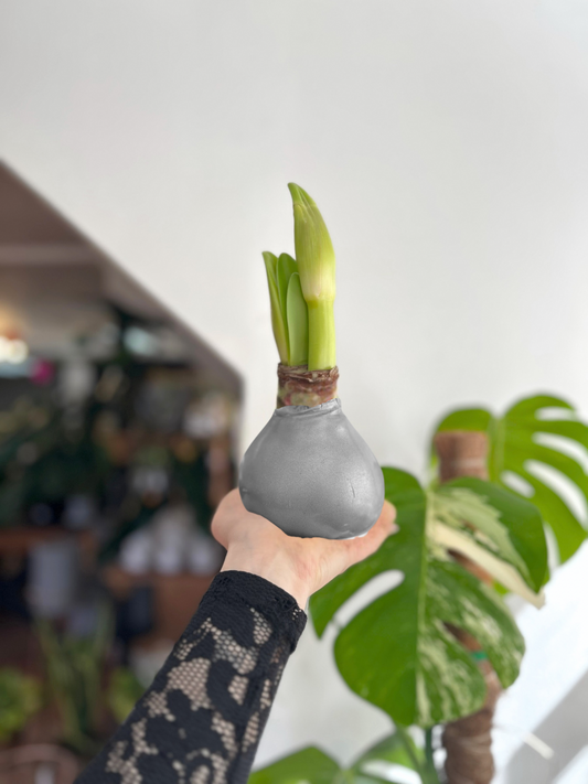 Amaryllis Wax Souvering - cera plateada