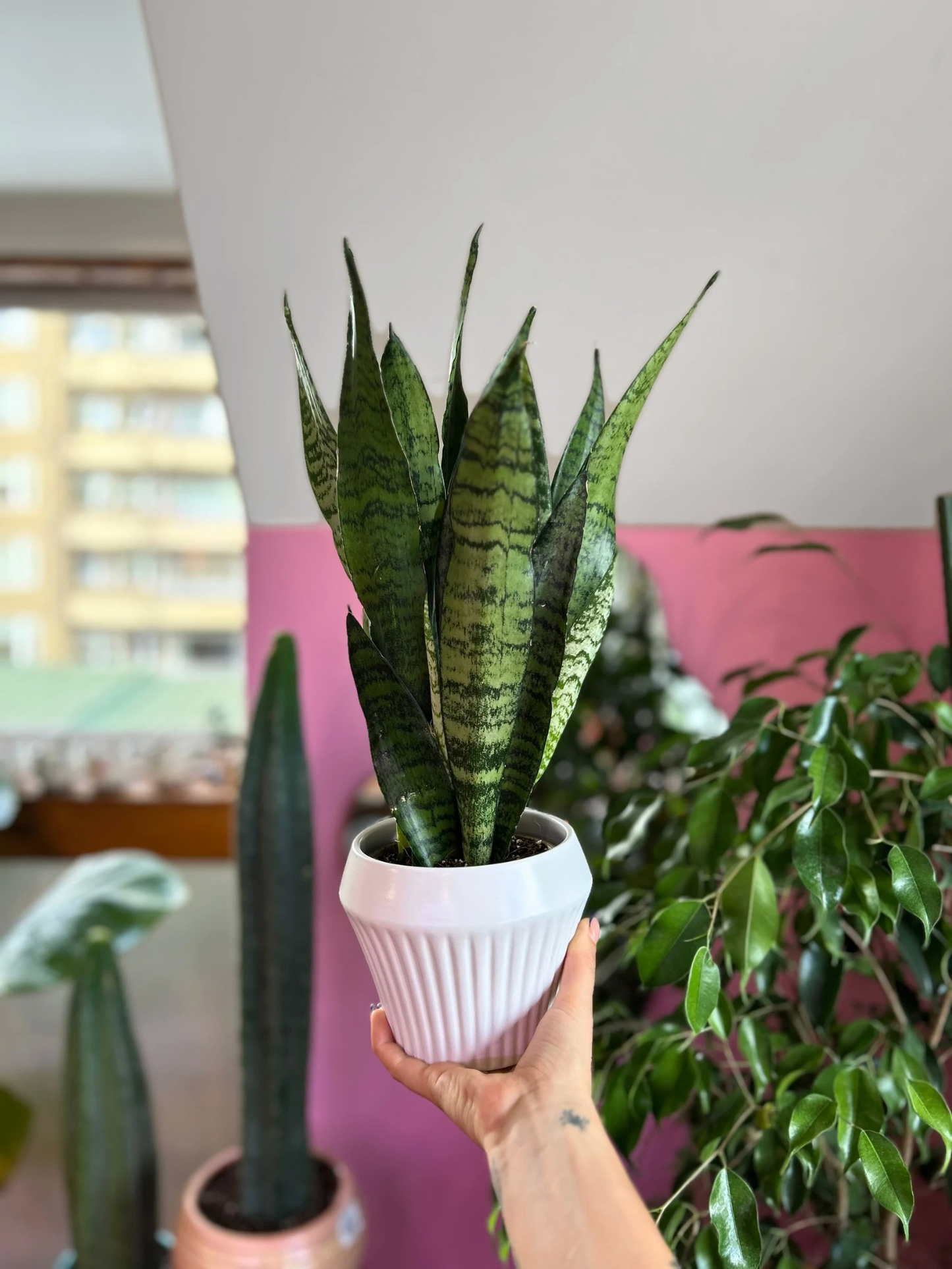 Sansevieria Trifasciata Zeylánica M