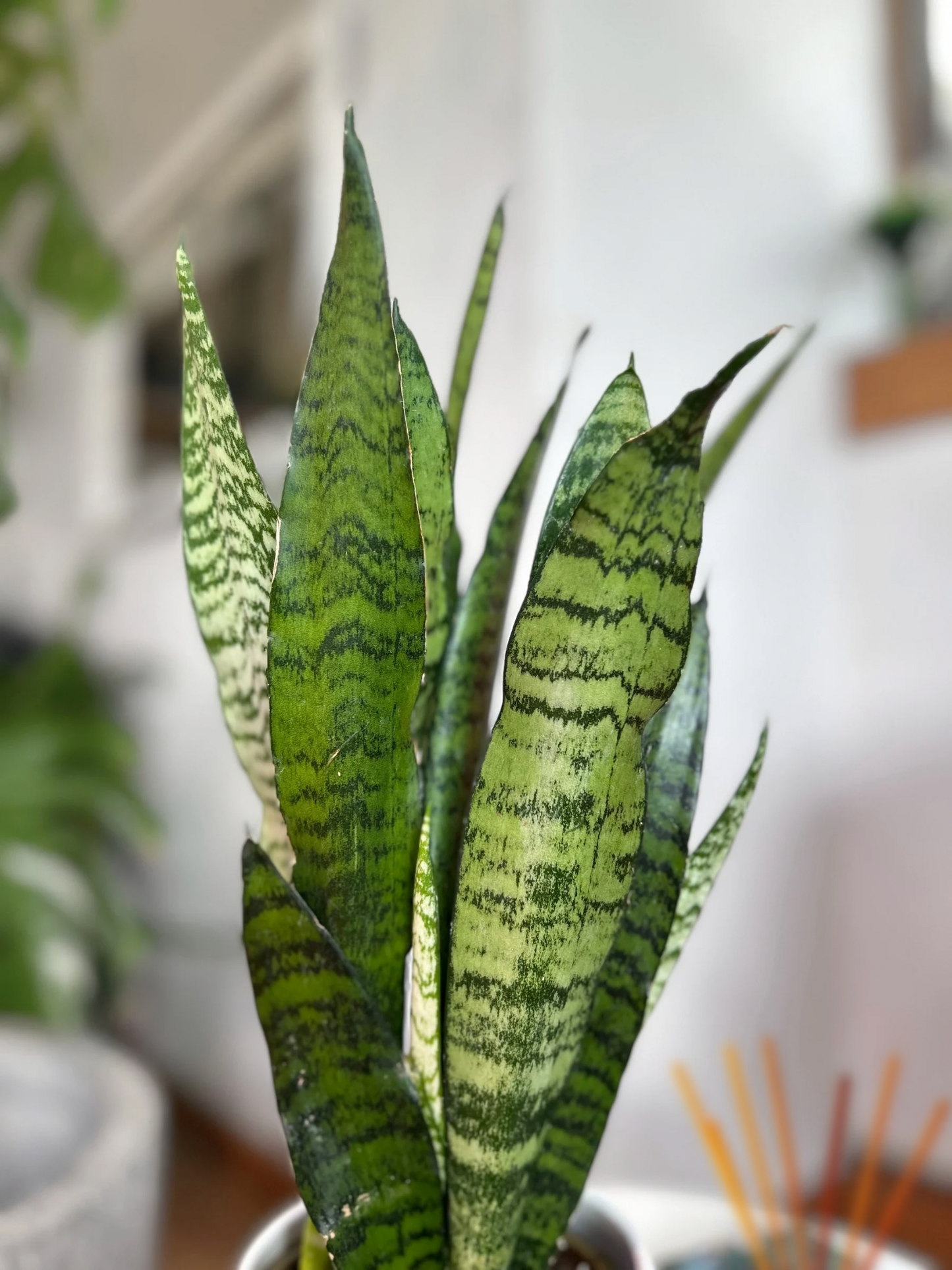 Sansevieria Trifasciata Zeylánica M