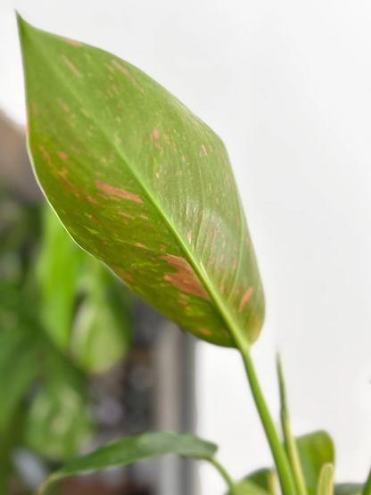 Filodendro Green Congo Híbrido Variegado