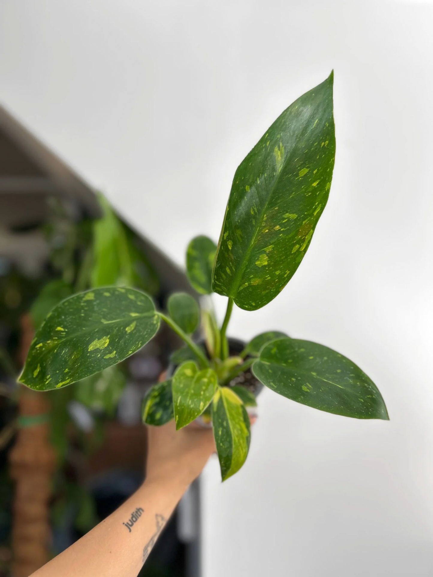 Filodendro Green Congo Híbrido Variegado