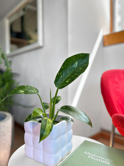 Filodendro Green Congo Híbrido Variegado